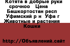 Котята в добрые руки,срочноо › Цена ­ 0 - Башкортостан респ., Уфимский р-н, Уфа г. Животные и растения » Кошки   